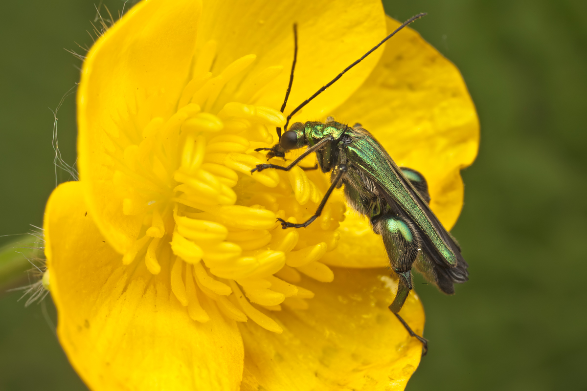 Thick-Legged Flower Beetle 3